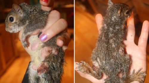 Two different squirrels suffering from squirrelpox.