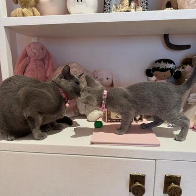 Khloé Kardashian's cats Gray Kitty and Baby Kitty