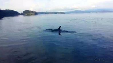 <p>A group of tourists have filmed a pod of killer whales frolicking only metres from land in Canada. </p><p>

The rare up-close-and-personal orca sighting took place on Discovery Islands, between Vancouver Island and mainland British Columbia, reports CTV Vancouver.</p><p>

The footage was uploaded to YouTube on Thursday by user Chris Wilton. </p><p>

The six whales can be seen swimming around and waving their tails near the shore, coming within two metres of the pebble-strewn beach, to the astonishment of onlookers.

"Oh my god, this is unbelievable," a man says off-camera. </p><p>

"Just another day at work, you know?" he adds sarcastically. </p><p>

Take a look at this gallery for more close encounters between tourists and wildlife. </p><p></p>