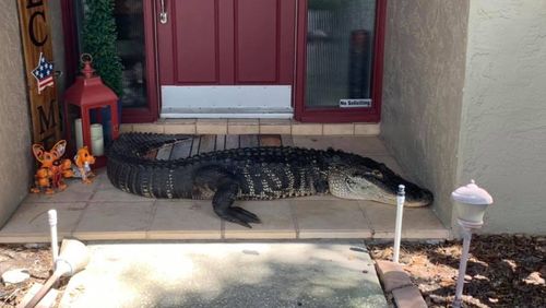 Alligator missing limbs sets up camp on Florida family's front porch