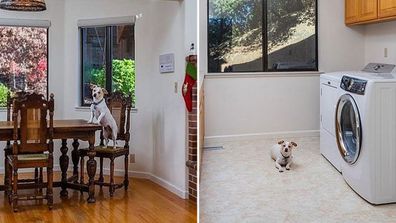 hilarious home listing features dog