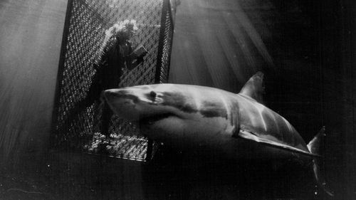 A fotógrafa e exploradora subaquática Valerie Taylor não se arrisca quando entra em águas infestadas de tubarões. 6 de dezembro de 1985.