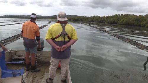 The latest theft follows another incident nearby where 300 dozen premium Sydney rock oysters were stolen from a commercial lease at Woy Woy, two months ago.