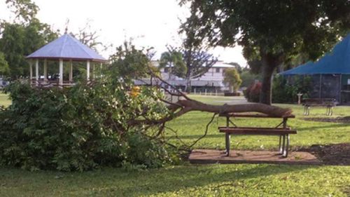 Residents claim trees have buckled under the weight of the bat colony. (Supplied)