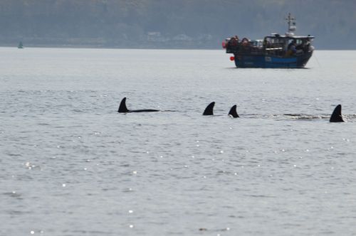 Passengers on one of the Western Ferries took snaps of the “once-in-a-lifetime” moment. (AAP)