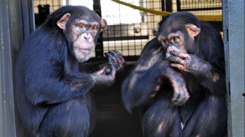 Hundreds of chimps to be relocated from US research labs to sanctuaries 