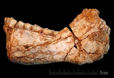 How old are the earliest known Homo sapiens fossils?