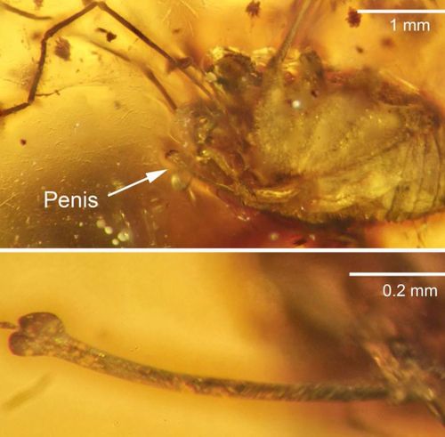 A close-up of the arachnids penis.  (Jason Dunlop/ The Science Of Nature Journal)