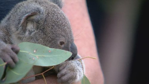 The iconic Lone Pine Koala Sanctuary in Brisbane is banning koala cuddles.