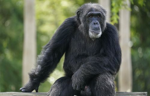 FILE - A chimpanzee looks out of his enclosure at Zoo Miami