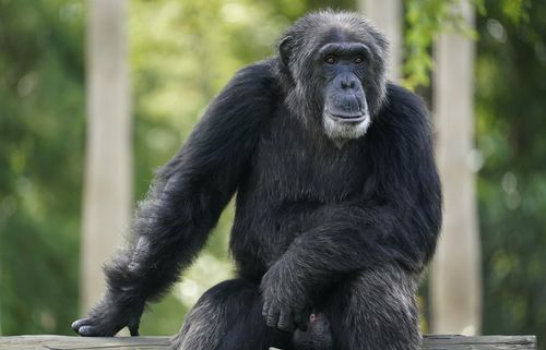 ARCHIVO - Un chimpancé en el zoológico de Miami mira desde su recinto