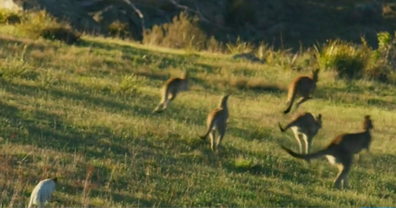 The series showcases wildlife across the continents. 