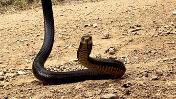 The eastern brown snake was over a metre-long and had a white head.