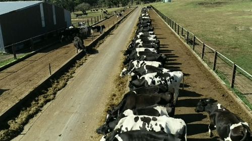 Coles Woolworths milk prices increase 10 cents per litre