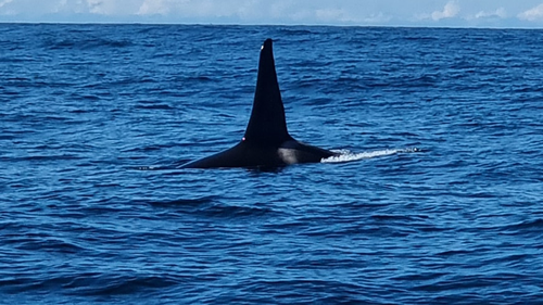 As Rick Carlson and his wife arrived an 'unmistakably large' fin broke the surface of the water.