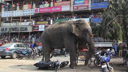 The elephant stands still after being tranquilised. (AP)