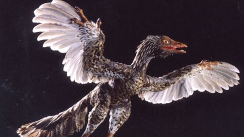 A model of an Archaeoraptor lianoningensis - believed to be the first flying dinosaur.