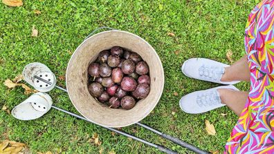 Passionfruit harvesting is done by hand