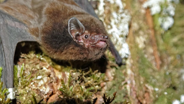 A bat has won New Zealand&#x27;s annual Bird of the Year competition. 