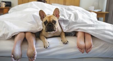 Dog sleeping in bed with pet owners