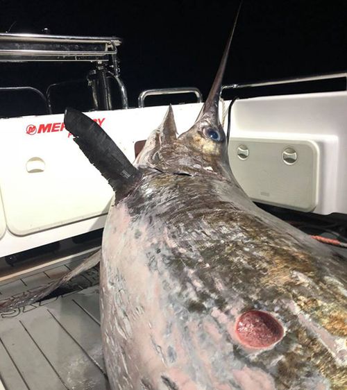 The catch surpasses by far the previous record fish, which weighed in at 349kg. Picture: Facebook.