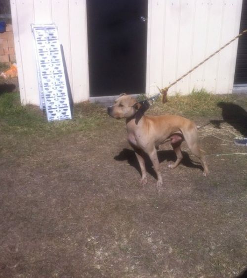 The terriers were kept chained up in Hamilton's backyard, away from each other. Picture: Instagram.