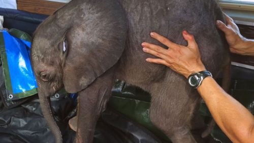 Baby elephant can’t stop following her rescuer after near death experience