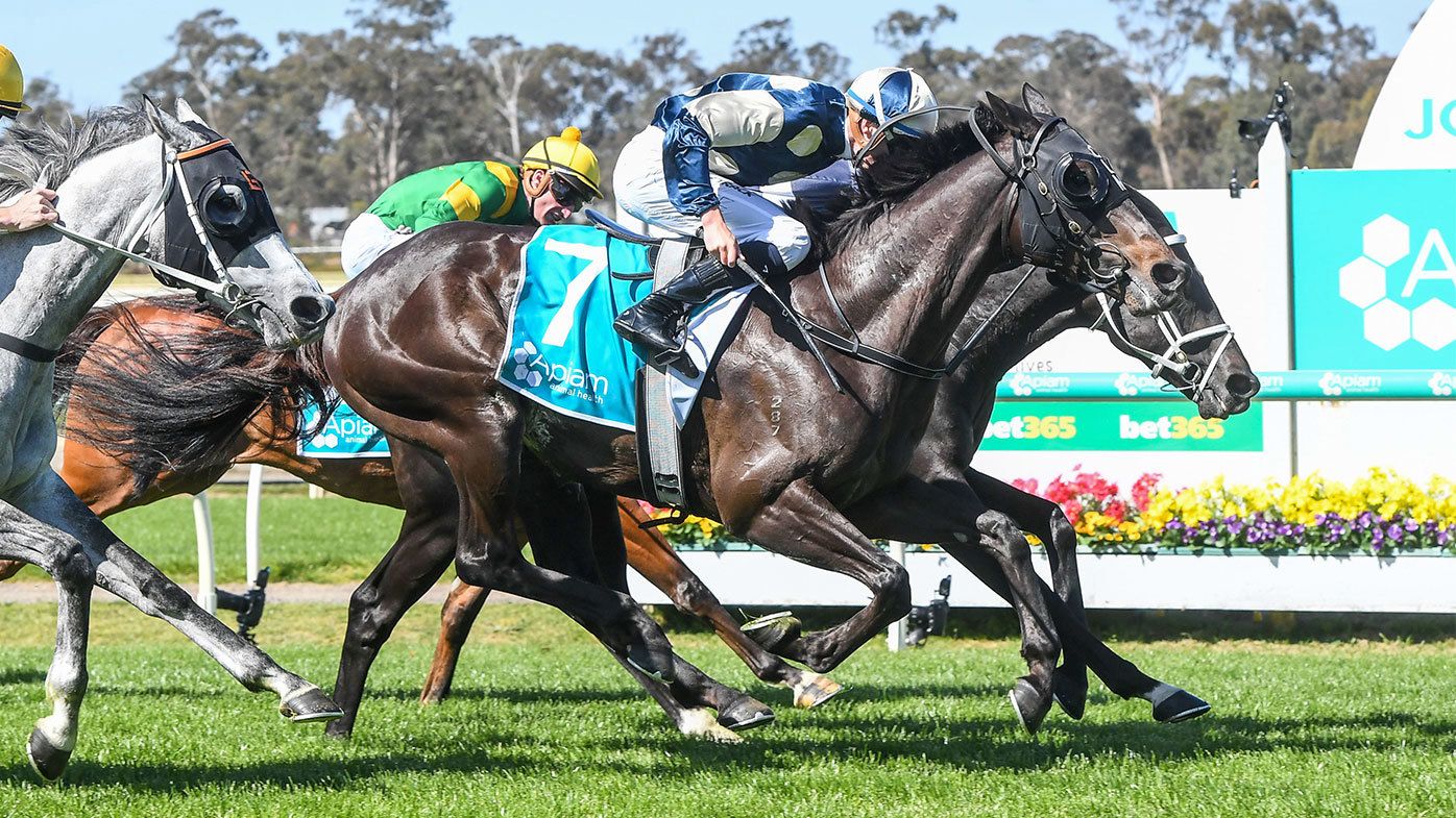 Interpretation (IRE) ridden by Michael Dee wins the Apiam Animal Health Bendigo Cup at Bendigo Racecourse on November 01, 2023 in Bendigo, Australia. (Photo by Brett Holburt/Racing Photos via Getty Images)