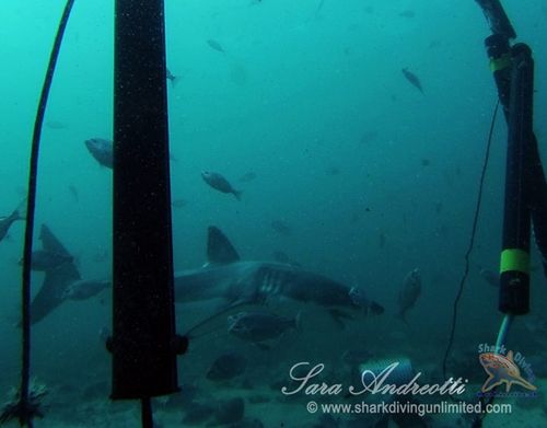 A curious great white shark swims near the Sharksafe Barrier  (Photo courtesy, Sara Andreotti / Sharksafe Barrier)