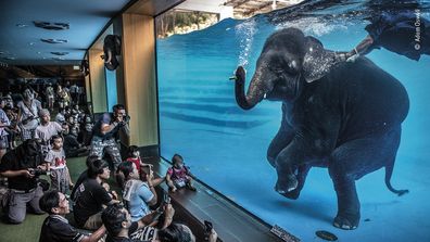 Elephant in the room by Adam Oswell, Australia