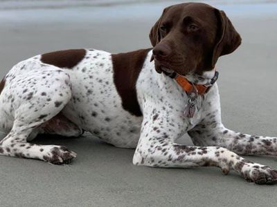 Boston news crew rescue stolen dog
