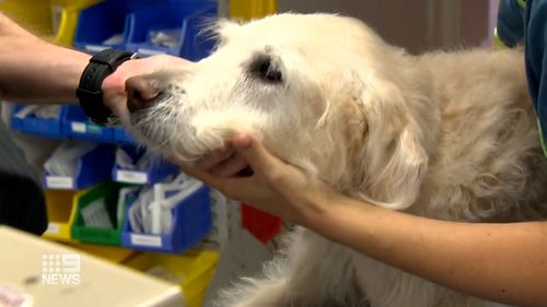 New warnings for dog owners as heartworm spike hits Queensland 