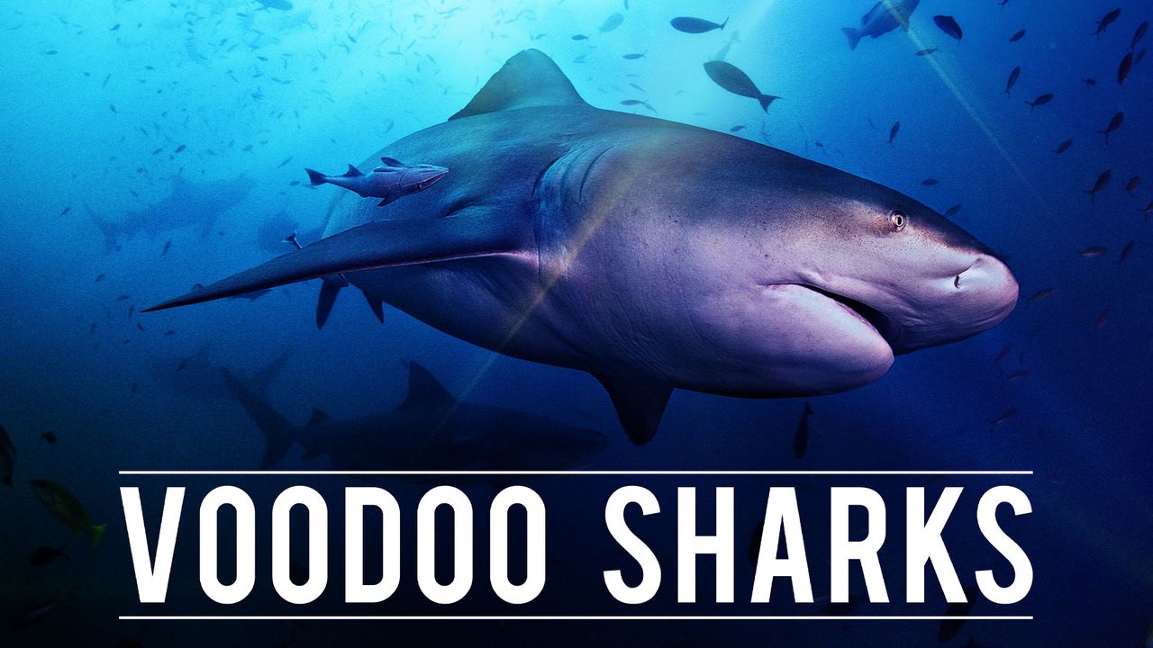 The Voodoo Shark