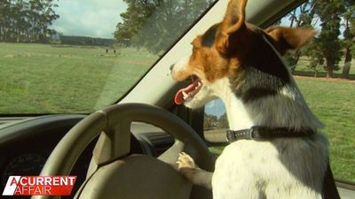 Owners of a ute-driving dog shocked by response