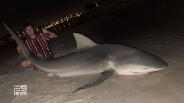 Authorities in Western Australia are investigating reports a large shark was caught and released in the Swan River near the scene of a fatal attack last week.