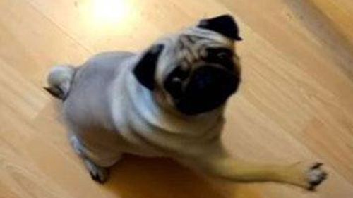 Man convicted of hate crime in UK over filming pug giving Nazi salutes
