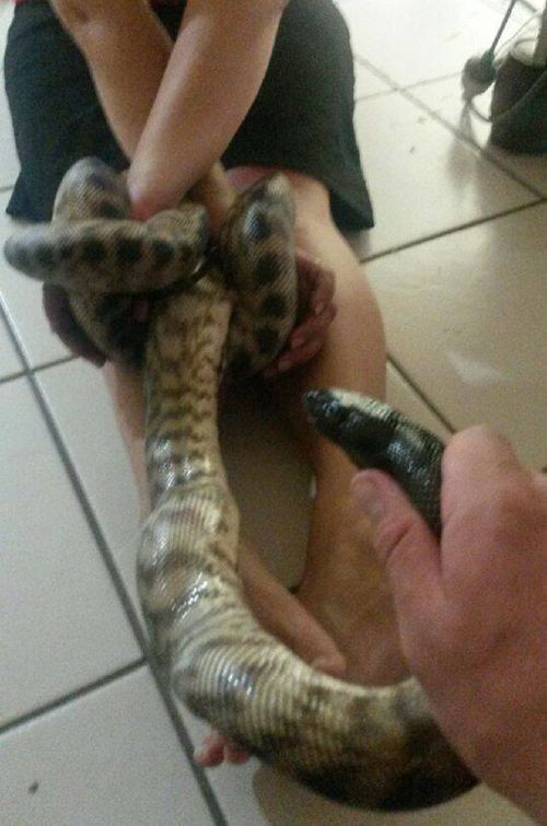 Sunshine Coast woman ‘handcuffed’ by pet python