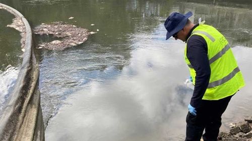 The Sydney Olympic Park Authority is cleaning up fish who died in Haslams Creek in Sydney.