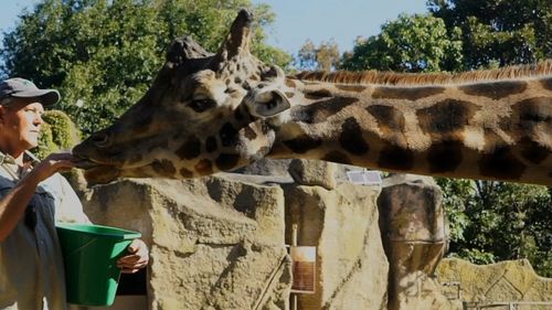 The giraffe had lived at Melbourne Zoo since December 23, 1996.