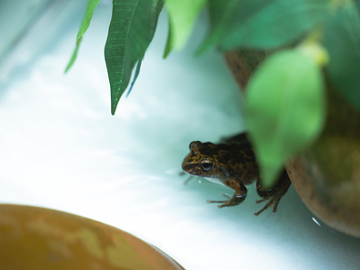 A native Australian Booroolong frog.