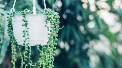 String of pearls succulent plant 