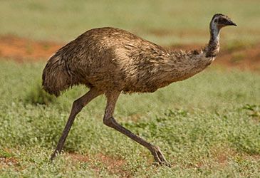What is the top running speed of the emu?