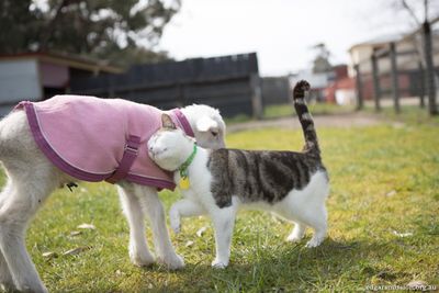 Nurse Stitch - the rescue cat turned nurse