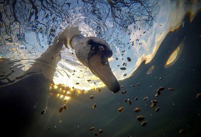 UPY British Waters Compact winner: "Sunrise Mute Swan Feeding Underwater"