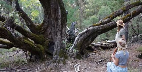The destruction of an 800-year-old peppermint tree has prompted anger in Western Australia's Ferguson Valley.