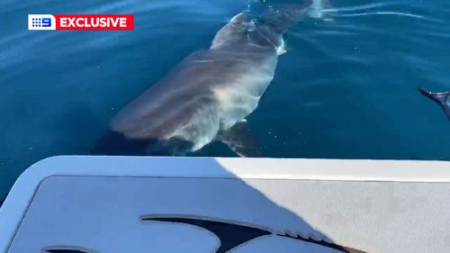 Shark attacks Forster fisherman boat during whale feeding frenzy