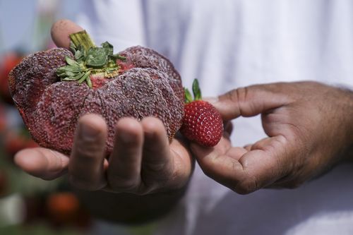 Israeli farmer Chahi Ariel holds a 289 grams strawberry in Kadima-Zoran, Israel, Thursday, Feb. 17, 2022. The Guinness Book of World Records this week declared the titanic berry the largest on record. The strawberry was grown on Ariels farm near the city of Netanya in central Israel in February 2021, but was only confirmed as the heaviest on record a year later. (AP Photo/Ariel Schalit)