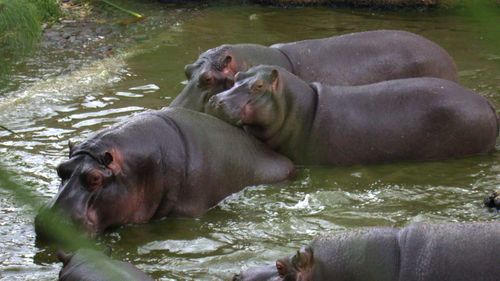 Hippos are notoriously territorial, especially when defending their young.