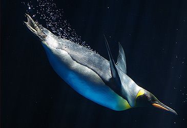 What is the emperor penguin's record for the deepest dive by a bird?