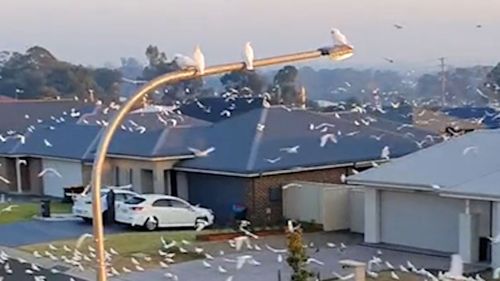 cockatoos nowra corellas